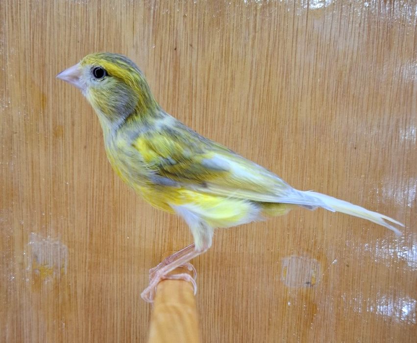 Canari și pescăruși