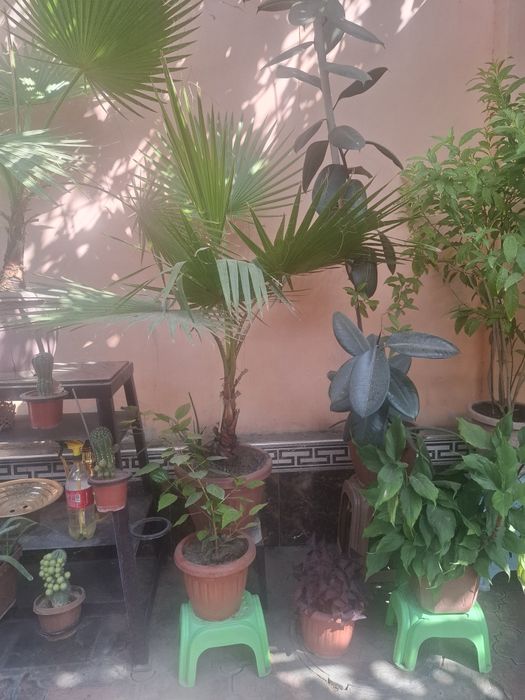 Гуллар катта хаммаси