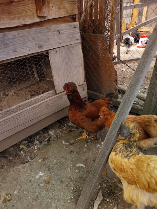 Oua pentru incubat de la gaini motate