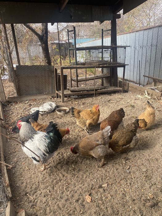 Курицы домашние.