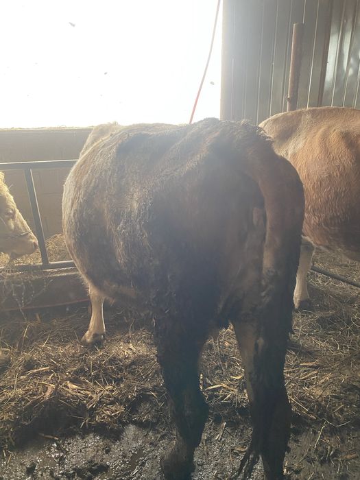 Vaca de vanzare  tanara si cuminte