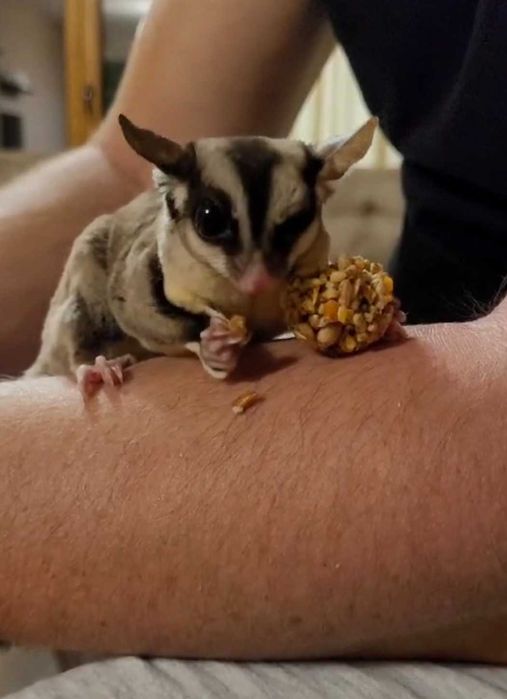 Veverite zburatoare - sugarglider