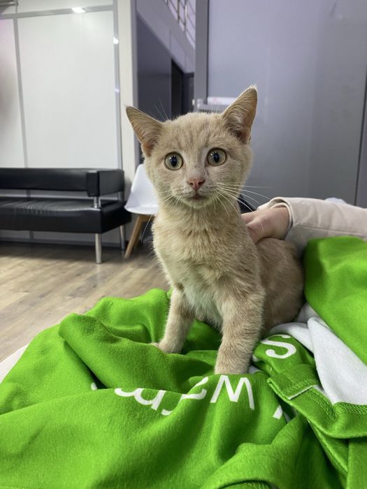 Котенок мальчик персиковый в добрые руки