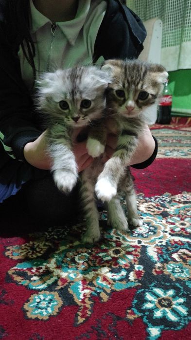 Шотландские веслоухий котята