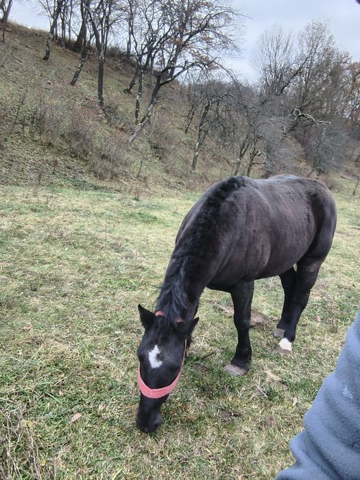 Vând mânză de 3 ani învățată la caruta
