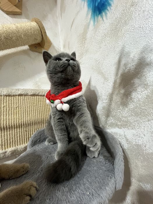 British shorthair blue baietel 5 luni