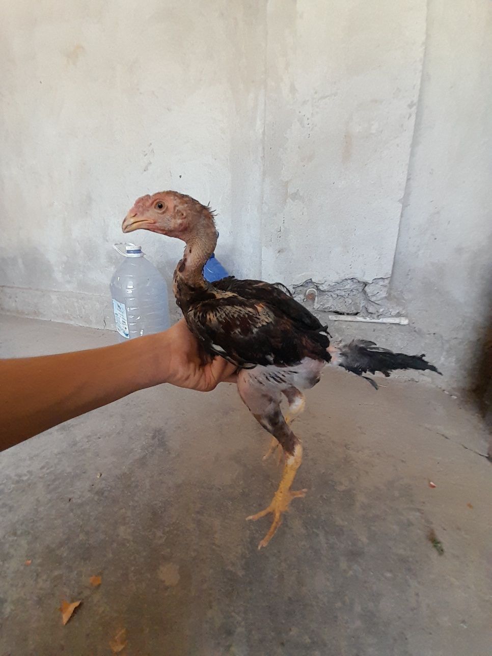 Tozza dakan jo'jalar sotiladi