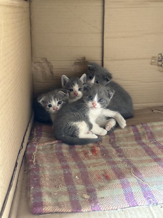 Котята  2 месяца