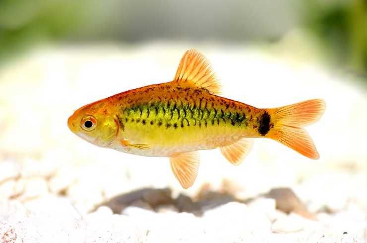 Барбус Шуберта! Аквариумные рыбки!