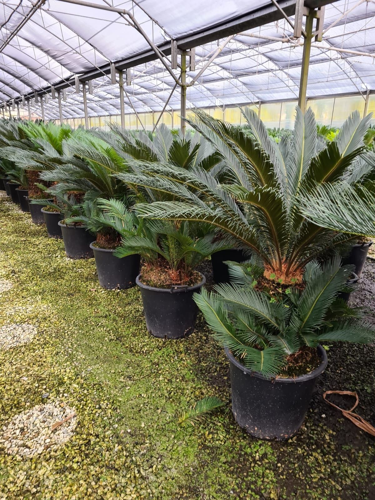 Vând o gama foarte mare de plante ornamentale preţ accesibil