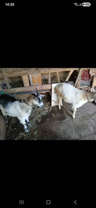 Vind doi iezi pentru ținut sau sacrificat com pechea jud galati  !!