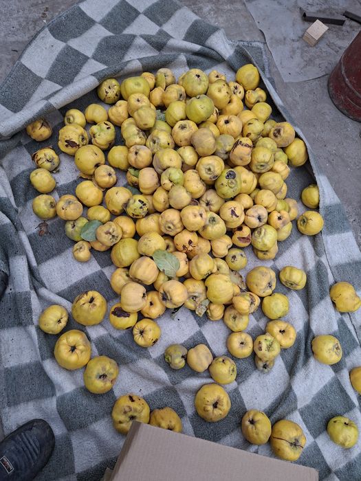 Продаёться Айва сочная ,вырощена без химикатов,полезно всего организма