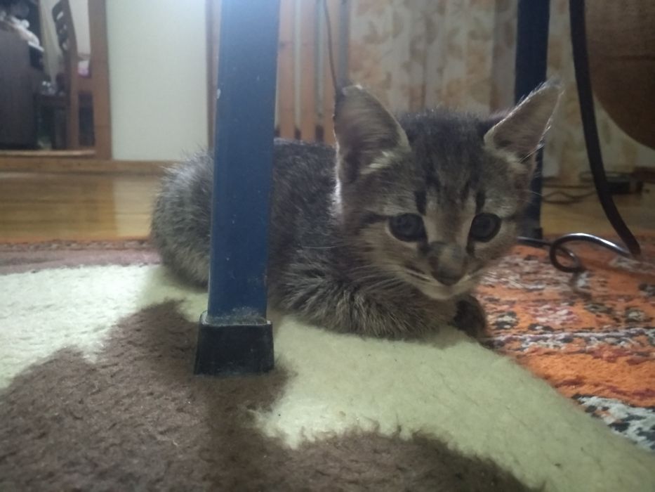 Отдам даром котенка в добрые руки мальчик