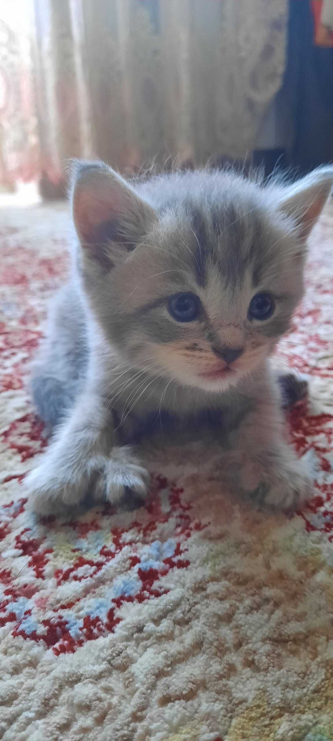 котята Скоттиш-страйт все мальчики