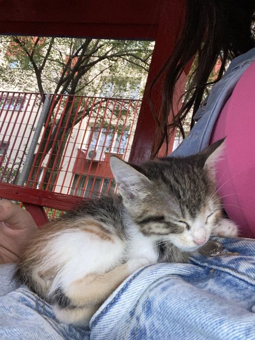 Pisica spre adoptieeeeeeeeeeeeeeeeeee