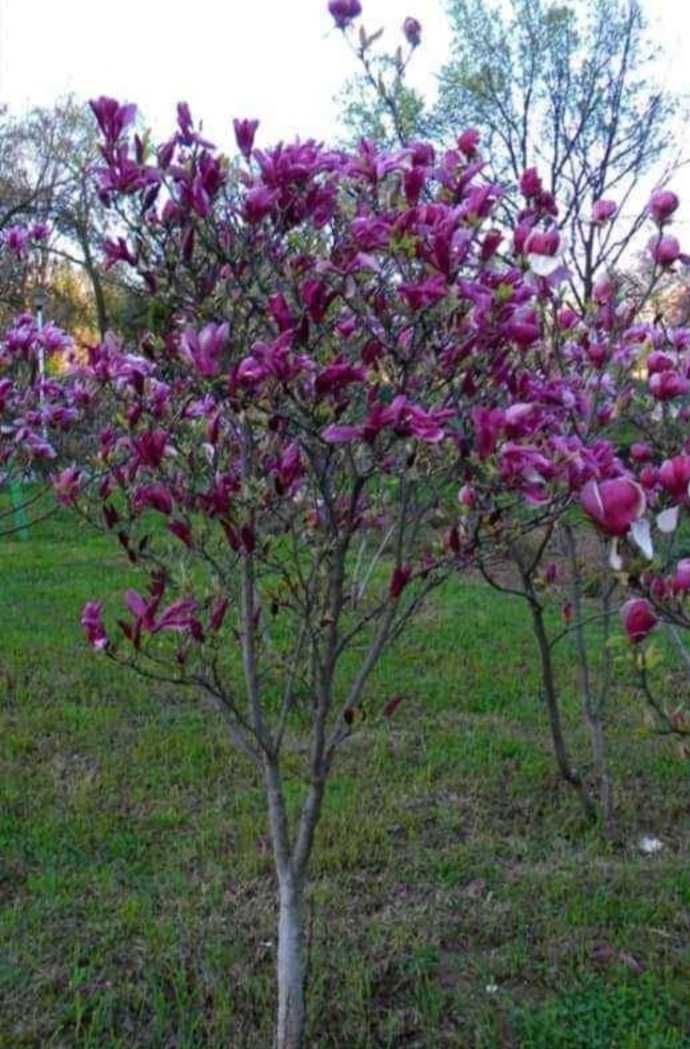 Plante Ornamentale De Calitate Superioara