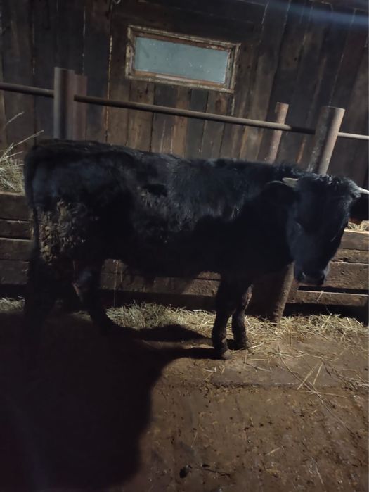 Бука сатам продам быка