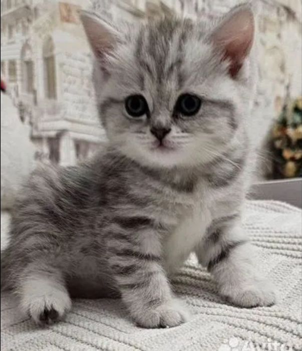 Продаются чистокровные шотландские котята