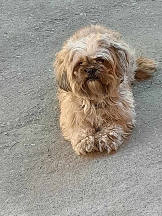 Catea de rasa cu carnet