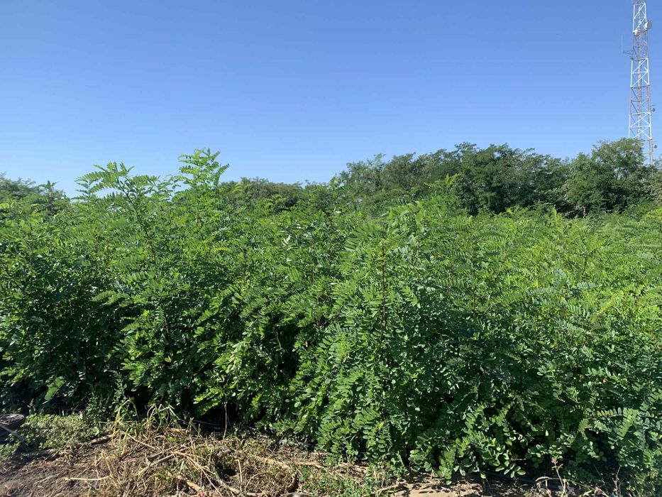 Vand puieti de salcam pepiniera proprie 2025