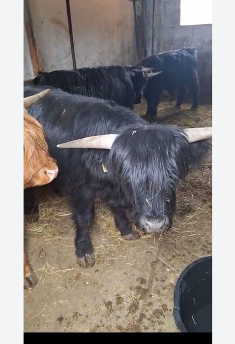 Vând sau schimb 3tauri din rasa Highland scoțian