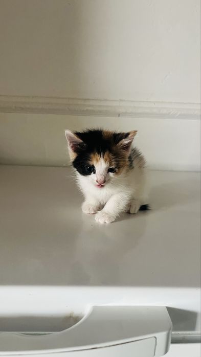 Котенки домашнык