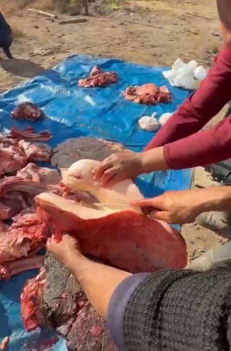 Жылкы ети, согым ети, конина, мясо . Мясо конины .