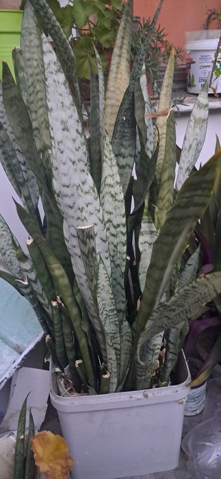 сансевиера (Sansevieria), известно още като змийско растение или свекъ