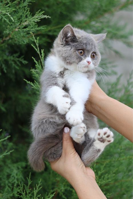 Продаются британские котята