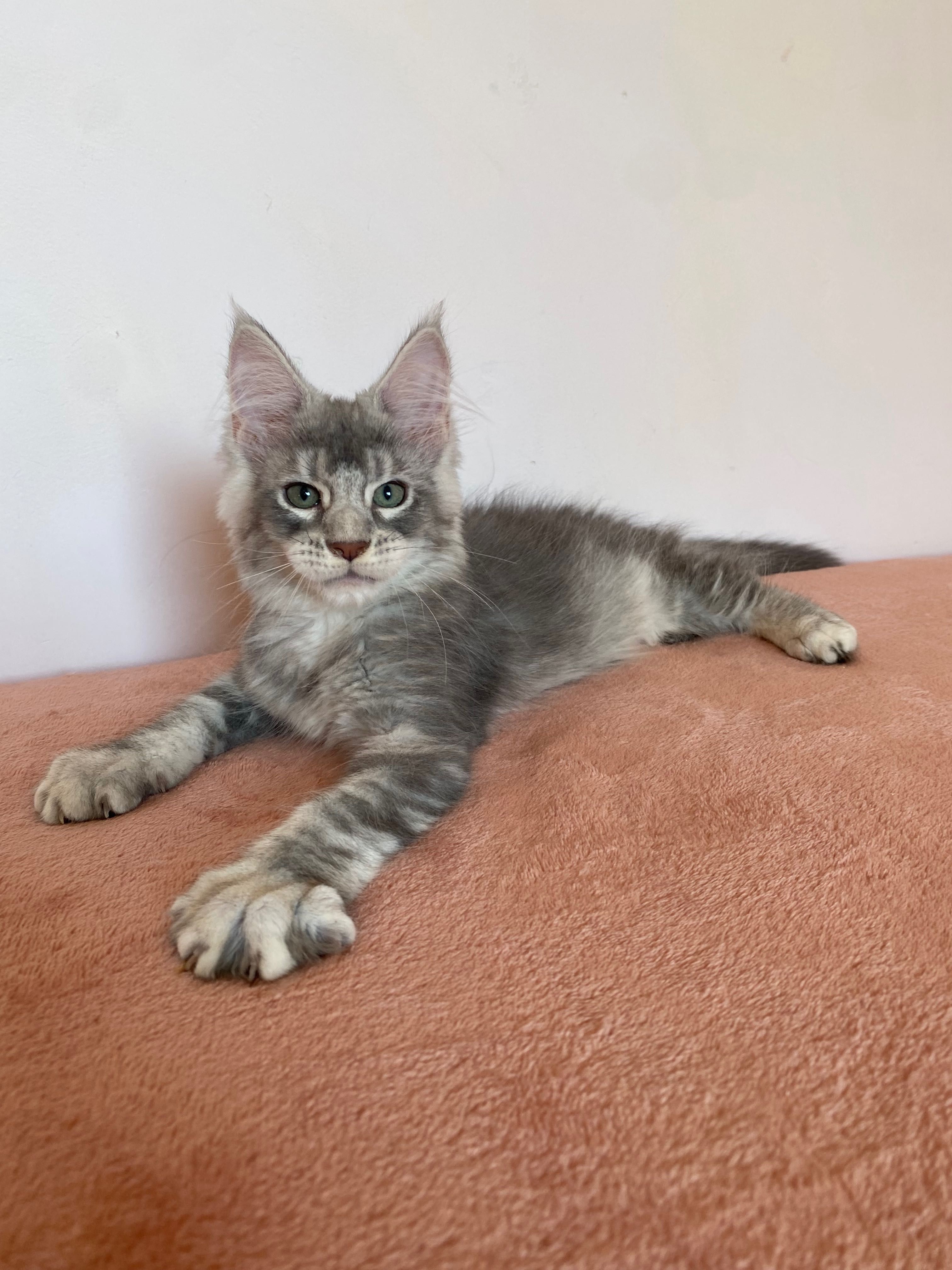 Мейн куун котенца