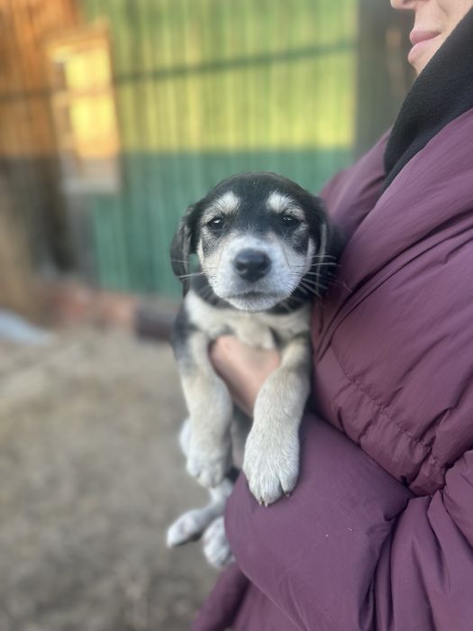 Щенята мальчик и девочка  ищут дом