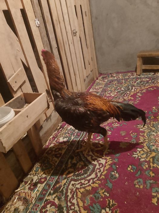Продаётся жужа февральский