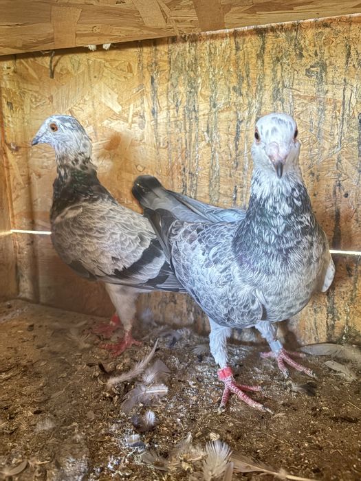 Vand o pereche de porumbei