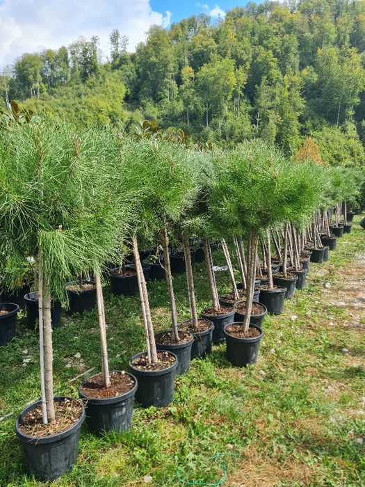 Plante ornamentale