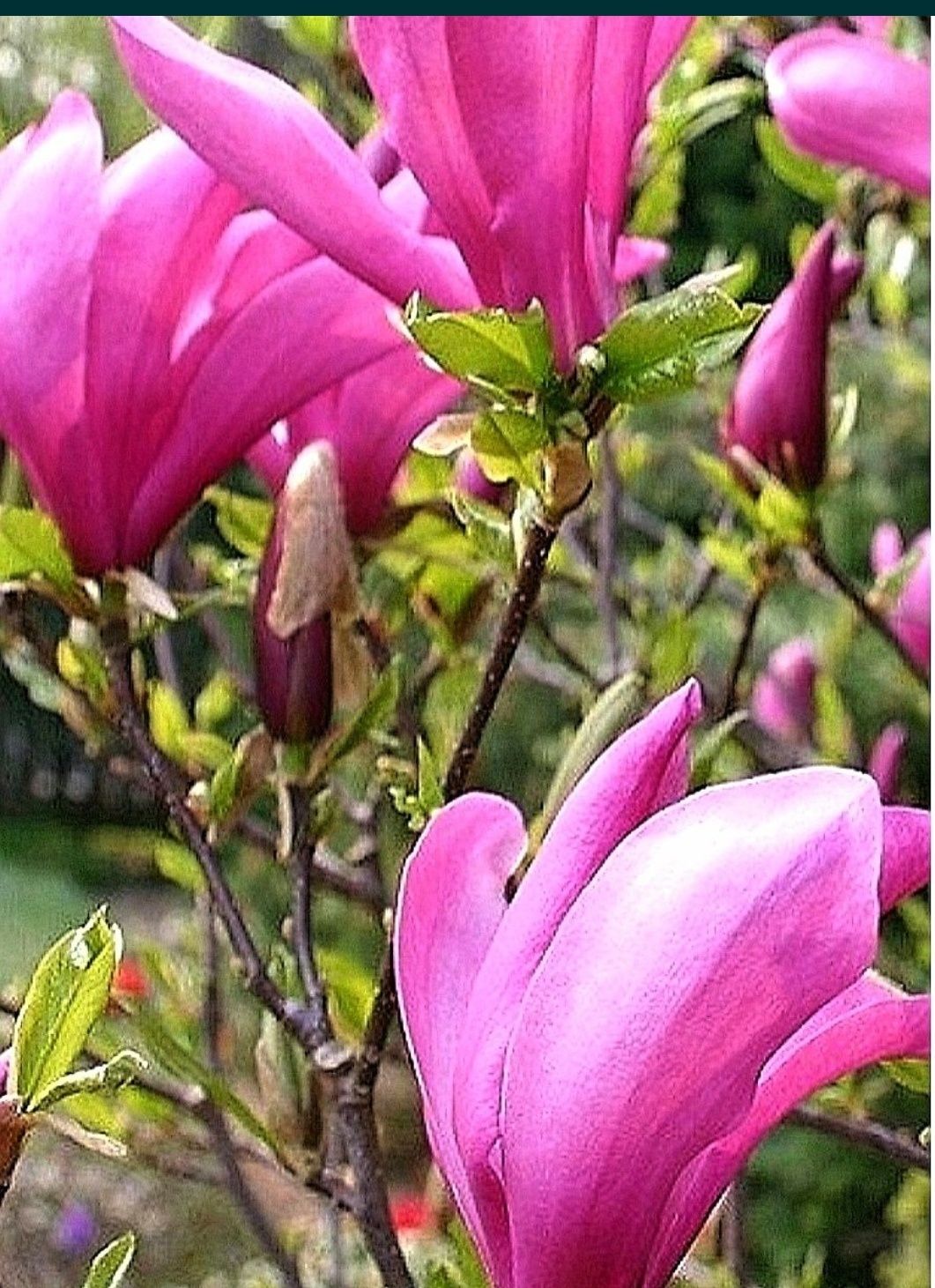 MAGNOLIE- PAWLONIA arbore ornamental