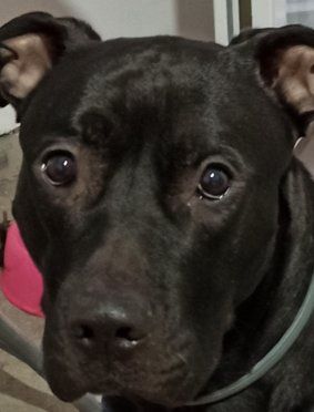 Кърти чисти извозва Плевен