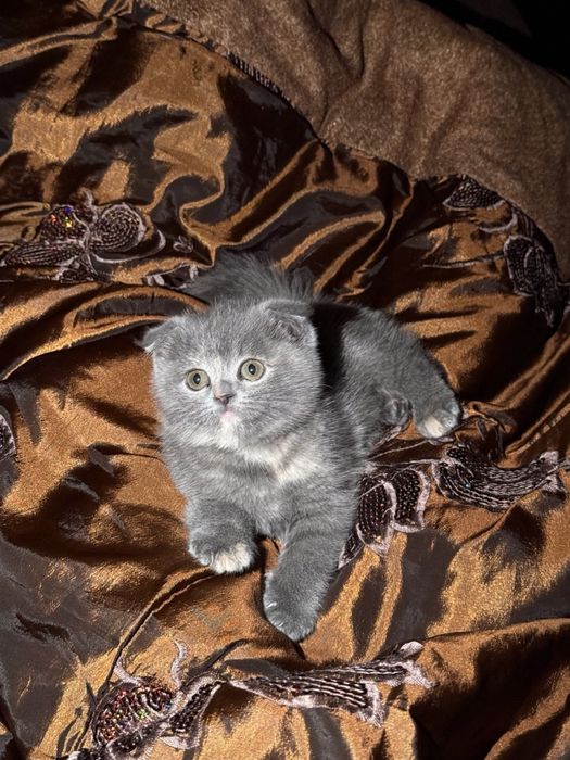 Mushuk bolasi,кошка,Котёнок в добрые  руки