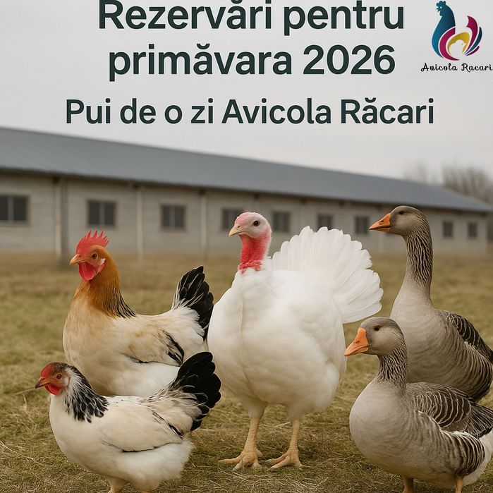 Primăvara 2026 – Încep rezervările pentru puii de o zi!