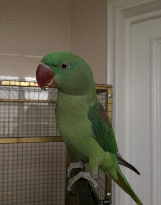 Александрийский попугай (самочка)Не ручная