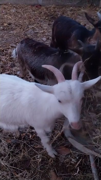 Vand 3 iedute frumoase ff blande