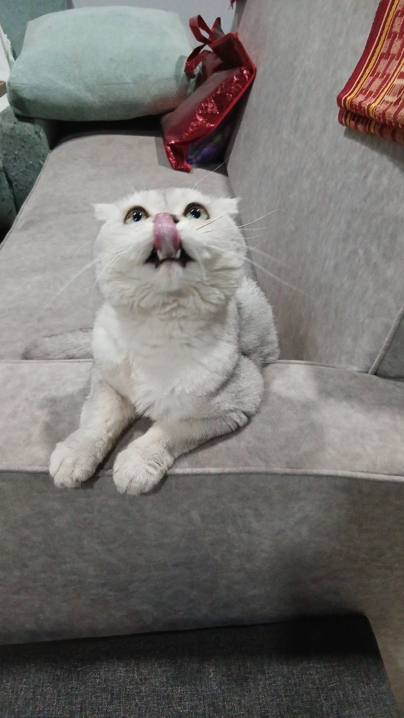 Котята британские