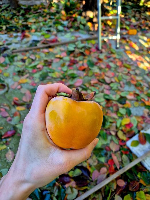 Домашна Райска Ябълка