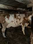 Vaca de a făta are 6 luni