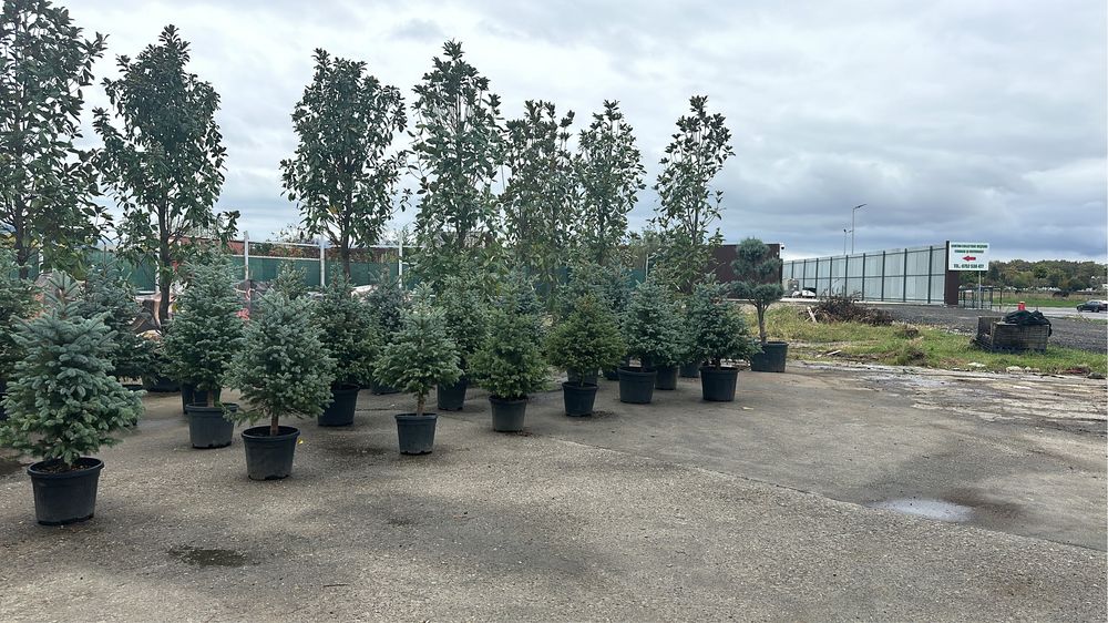 Tuia brazi maslini ilex pohtinia bosai spirale pom-pom cedru evonimius