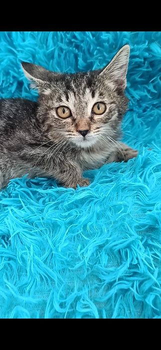 Котята мальчик и девочка 3 мес ищут хорошие руки