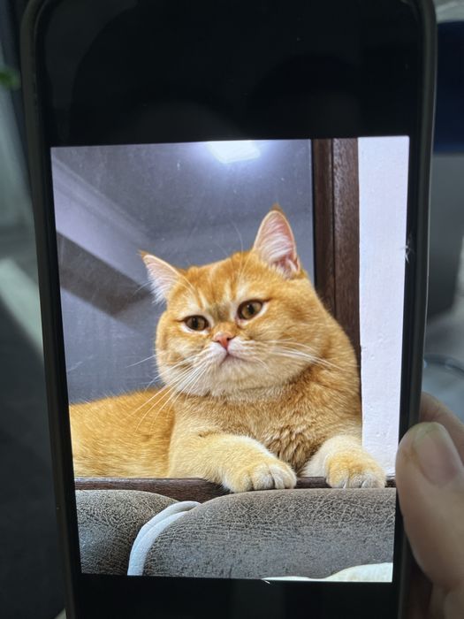 Срочно! Скоттиш фолд котенок scottish fold