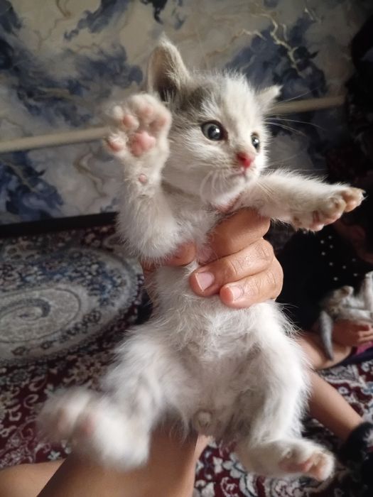 1 oylik mushuklar onasini moshin bosibdi