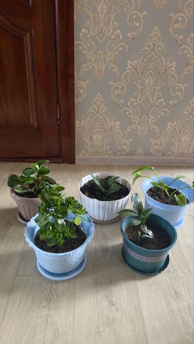 Продам разные цветы в горшках