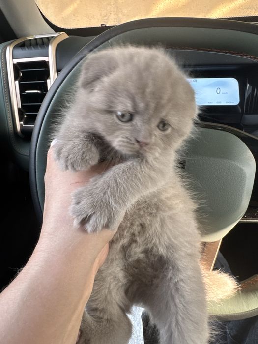 Продаются красавчики, фолд лиловые мимишки