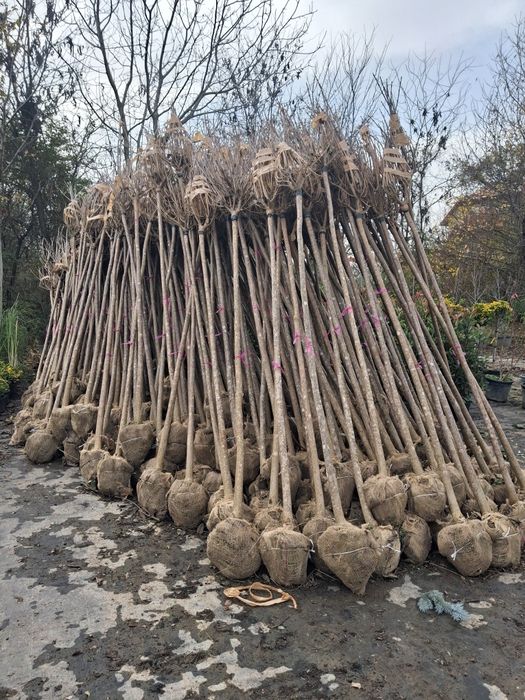 Vând plante ornametale